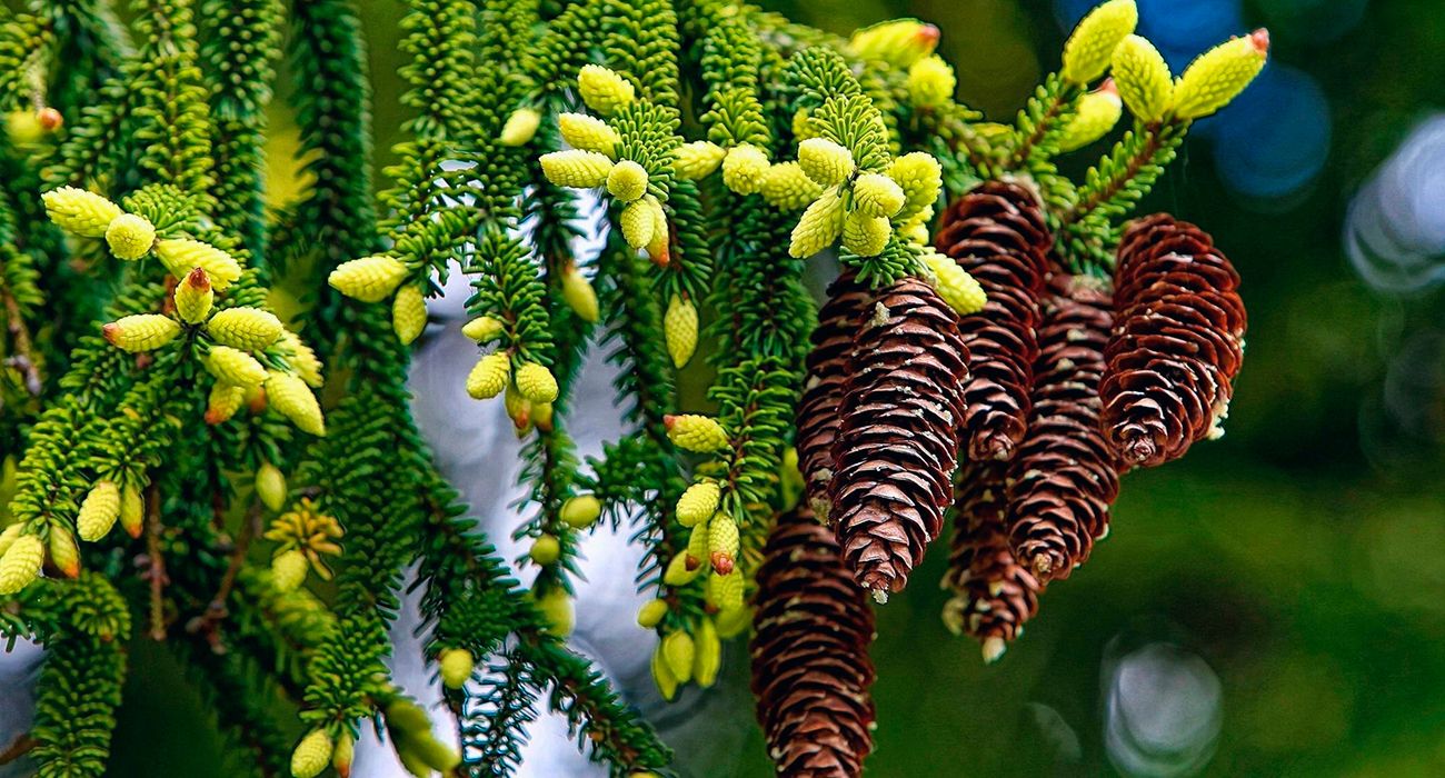 Garden Seasons