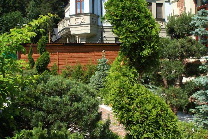 Голубая елка